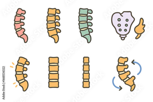 Colorful Spine Illustrations. Flat vector mini-illustrations spine types in colors children's illustrations: cervical spine,