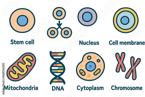 Colorful Stem Cell Grid. Flat vector mini-illustrations stem cell in colors children's illustrations: stem cell, differentiation,