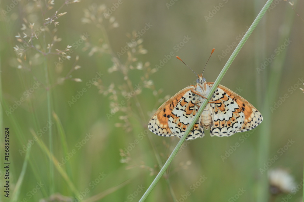 Fototapeta premium Melitaea didyma | La Mélitée orangée
