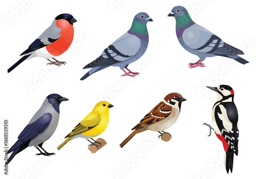 Vector illustration of collection of different bird species isolated on white