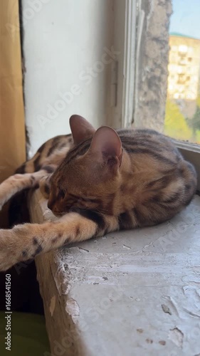 Before bed. Bengal cat getting ready for bed.