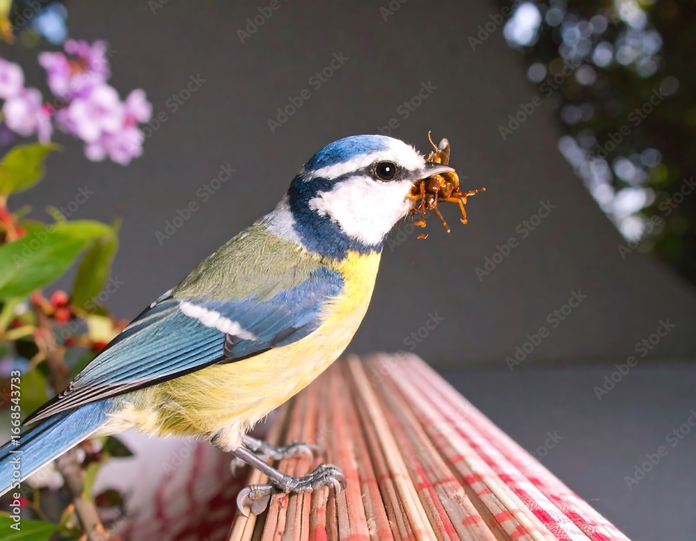 Obraz premium Blue tit bird with insects