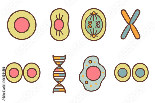 Children's Cell Division Icons. Flat vector mini-illustrations cell division in colors children's illustrations: cell, mitosis