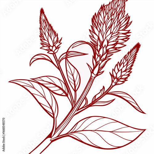 set of celosia red