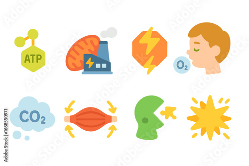 Energy Metabolism Icons. Flat vector mini-illustrations energy metabolism in colors children's illustrations: ATP molecule,