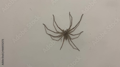 Large brown spider resting motionless on a clean white wall in an indoor environment