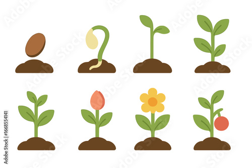 Plant Growth Stages. Flat vector mini-illustrations plant growth stages in colors children's illustrations: seed, germination,