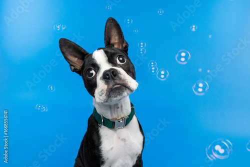 Boston Terrier Dog with Head Tilt and Bubbles on Blue Background