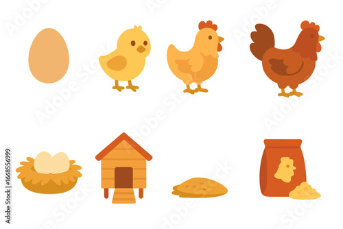 Chicken Lifecycle Icons. Flat vector mini-illustrations chicken lifecycle in colors children's illustrations: egg, chick, pullet,