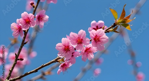 Vista de delicadas flores de cerezo rosa baile contra un cielo azul sereno, pintando una tranquila escena de la llegada de Spring, Funayama Community Center, Shizuoka, Japón.