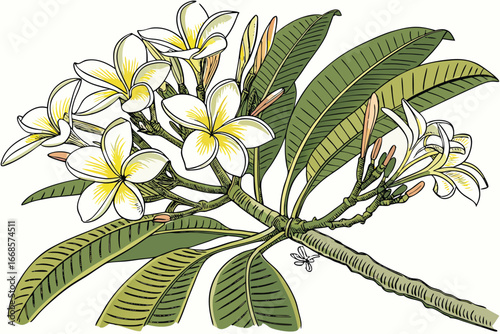 Plumeria Flower Branch With Green Leaves And Buds On White Background floral tropical