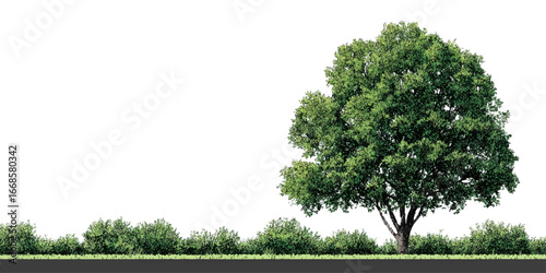 Row of Various Green Trees – Isolated on Transparent and Nature, Forest, and Environment Concept texture vector design on transparent background.