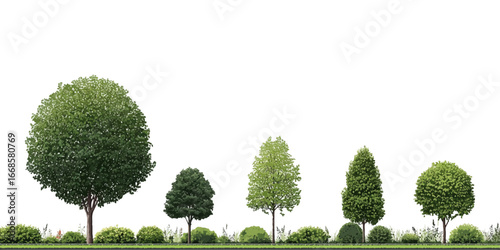 Olive and Celtis Sinensis Trees – Isolated Cutouts, Multiple Variations for Landscape Design, Digital Illustration, and Architectural Visualization texture vector design on transparent background.