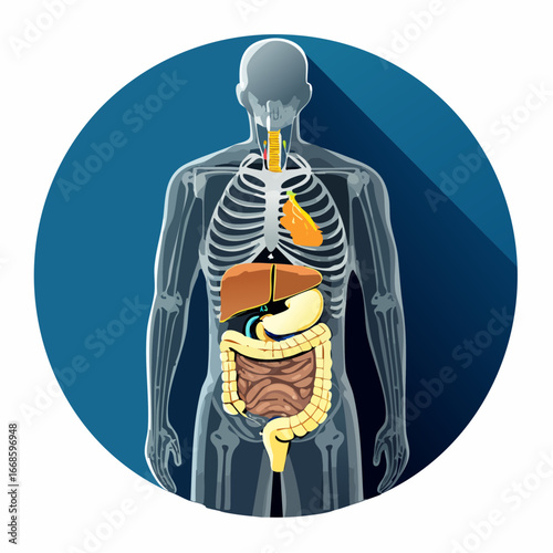 Human Anatomy Internal Organs Vector Illustration