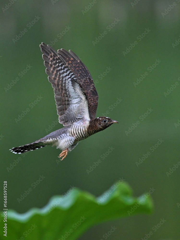 Obraz premium common buzzard in flight