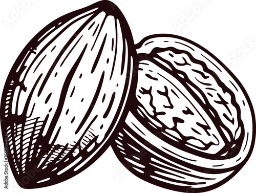 Hand drawn walnut in shell and kernel isolated vintage engraved nut illustration on white background
