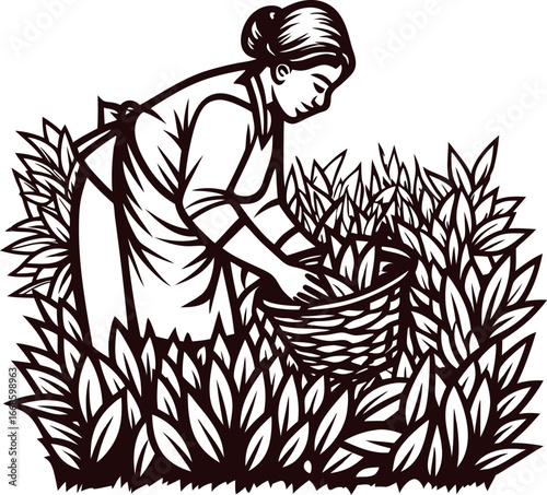 vintage illustration of woman harvesting leaves with basket in garden, hand drawn engraving
