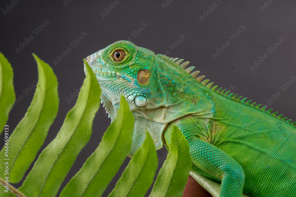 Obraz premium ​A beautiful green iguana is partially hidden behind a fern frond, its detailed scales and vibrant color visible in this striking nature portrait.