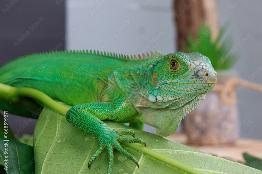 Fototapeta premium A majestic green iguana is captured in profile, perched on a large leaf, with its vibrant scales and powerful stance highlighted against a dark background.