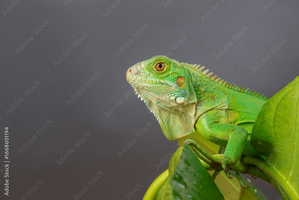 Fototapeta premium A majestic green iguana is captured in profile, perched on a large leaf, with its vibrant scales and powerful stance highlighted against a dark background.