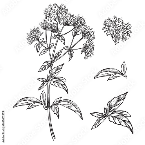 Oregano set. Plant leaves and flowers graphic illustration. Blooming Marjoram. Hand drawn ink sketch of aromatic culinary and medicinal herb. For product packaging, kitchen designs, apothecary labels.