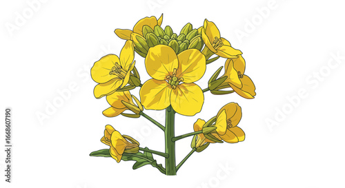 Detailed close up of a vibrant yellow rapeseed flower on a green stem.
