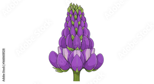 Purple Lupine Flower Blossom in Full Bloom Illustration.