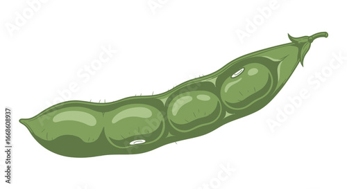 Close up of a single green bean pod with three beans inside.