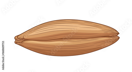 Close up of a single barley grain.