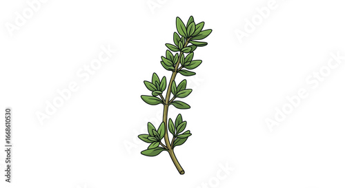 Close up of a fresh thyme sprig.