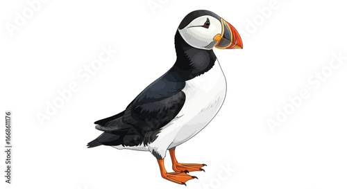 Detailed Illustration of an Atlantic Puffin with Colorful Beak.