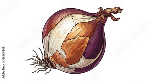 Detailed Illustration of a Red Onion Cut in Half.