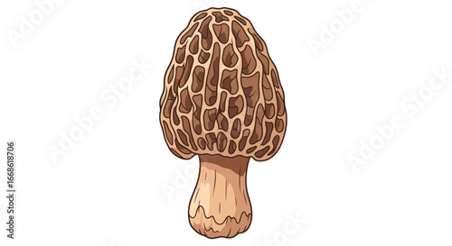 Detailed Illustration of a Morel Mushroom with Honeycomb Cap.
