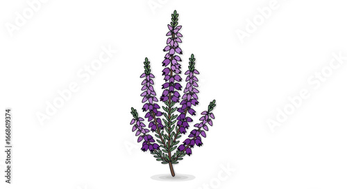 Detailed Illustration of Blooming Purple Heather Plant on White Background.
