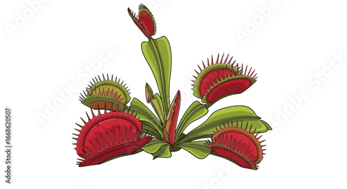 Venus Flytrap Plant Closeup.