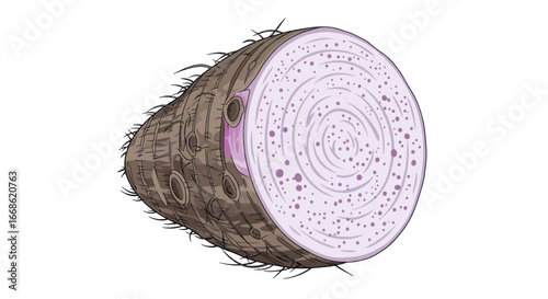 Taro Root Cross-Section Illustration with Concentric Rings.