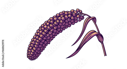 Purple Millet Grain Illustration.