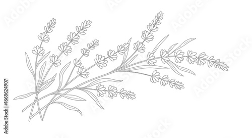 Delicate Lavender Flower Bouquet, Aromatic Herb Line Art on Isolated White Background