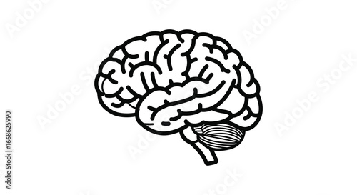 A detailed illustration of a human brain with visible folds and structures silhouette