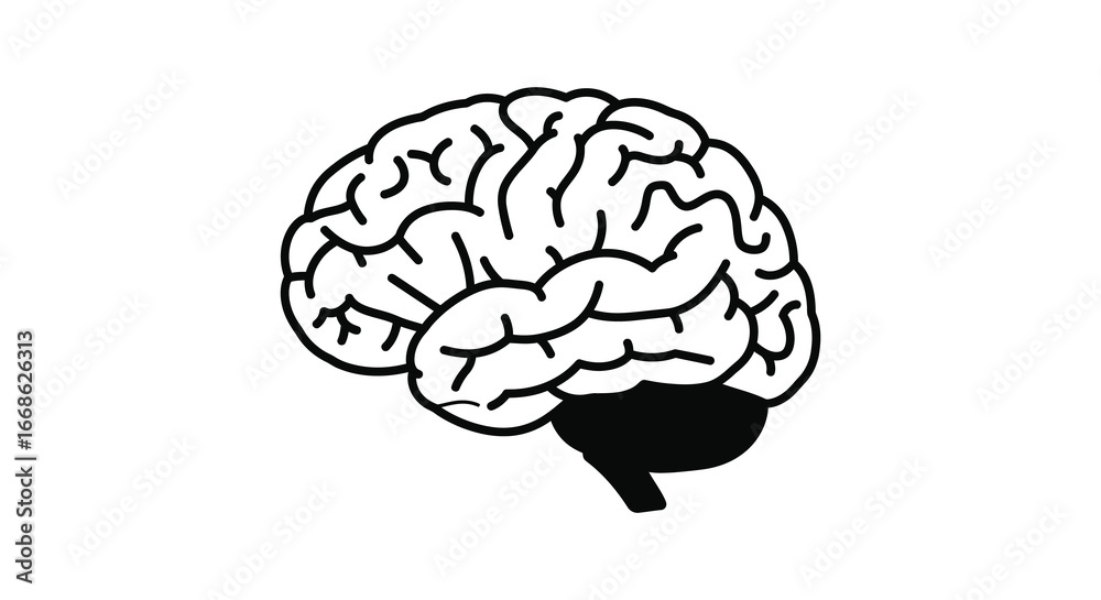 © Kuntol02 - A detailed illustration of a human brain from the side silhouette