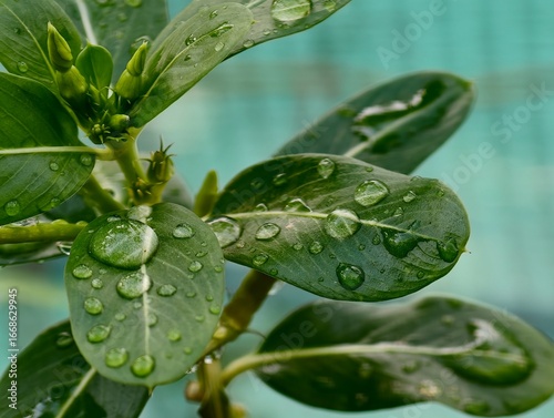 green leaf with water drops