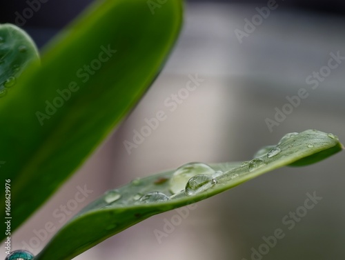 green leaf with dew drops