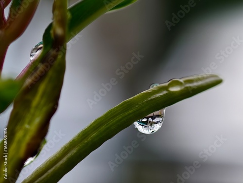dew on a leaf