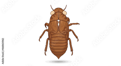 Detailed Cicada Exoskeleton Illustration in Brown Tones.
