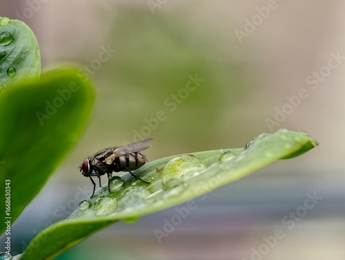 fly on a leaf