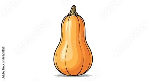 Single Butternut Squash Orange Vegetable.