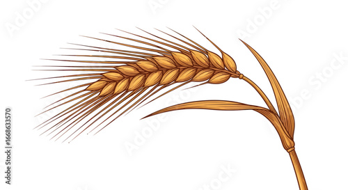Detailed illustration of a golden wheat ear isolated on white background.