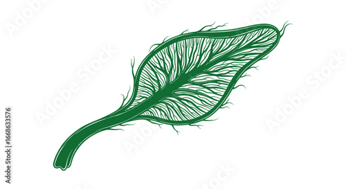 Detailed Illustration of a Leaf with Visible Veins.