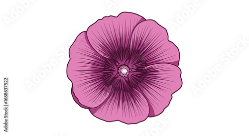 Close up of a single pink flower with detailed petals.