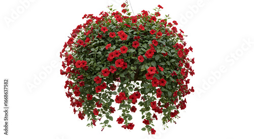 Colorful hanging flower basket for garden decoration, ideal for landscape and floral design projects - Isolated White Background